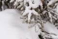 Close up of pine tree branch covered with snow with snow in the foreground Royalty Free Stock Photo