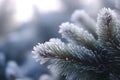 a close up of a pine tree branch