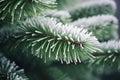 a close up of a pine tree branch