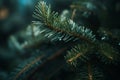 a close up of a pine tree branch with green needles Royalty Free Stock Photo