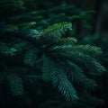 a close up of a pine tree branch with green needles Royalty Free Stock Photo