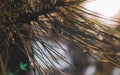 Close up pine tree branch