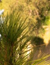 Close up of pine tree branch Royalty Free Stock Photo