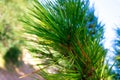 Close up of pine tree branch Royalty Free Stock Photo