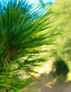 Close up of pine tree branch Royalty Free Stock Photo