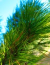 Close up of pine tree branch Royalty Free Stock Photo