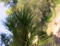 Close up of pine tree branch Royalty Free Stock Photo