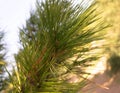 Close up of pine tree branch Royalty Free Stock Photo