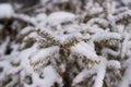 Close up of pine tree branch with short needles covered with snow Royalty Free Stock Photo
