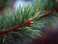 A close up of a pine tree branch with a small pine cone on it Royalty Free Stock Photo