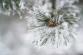 Close up of pine tree branch in the snow. Winter nature background. Soft selective focus. Vintage toned photo