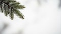 Closeup of a Pine Tree Branch with Soft Bokeh Background Royalty Free Stock Photo