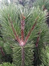 close up of pine tree branch