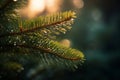 a close up of a pine tree branch with water droplets on it Royalty Free Stock Photo