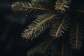 a close up of a pine tree branch with water droplets on it Royalty Free Stock Photo