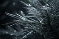 a close up of a pine tree branch with water droplets on it Royalty Free Stock Photo