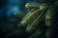 a close up of a pine tree branch with water droplets on it Royalty Free Stock Photo