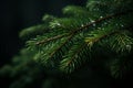 a close up of a pine tree branch with water droplets on it Royalty Free Stock Photo