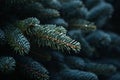 a close up of a pine tree branch with water droplets on it Royalty Free Stock Photo