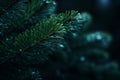 a close up of a pine tree branch with water droplets on it Royalty Free Stock Photo