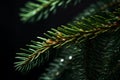 a close up of a pine tree branch with water droplets on it Royalty Free Stock Photo
