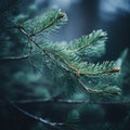 A close up of a pine tree branch with water droplets on it, AI Royalty Free Stock Photo