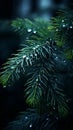 a close up of a pine tree branch with water droplets on it