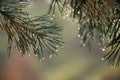 Close-up of a pine tree branch with water droplets Royalty Free Stock Photo