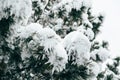 Close up of pine tree branches covered with deep snow in winter forest. Real winter and Christmas background