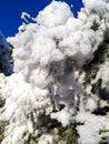 Close up of pine tree branches covered with a lot of snow and single icicle from melting Royalty Free Stock Photo