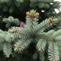 Close-up of pine tree branches with pinecones Royalty Free Stock Photo
