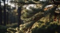 Sunlight Filtering Through Pine Branches in Forest Royalty Free Stock Photo
