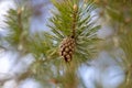 Close up of a pine tree cone Royalty Free Stock Photo