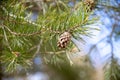 Close up of pine tree cone and branch Royalty Free Stock Photo