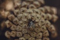 Close up of pine tree cone