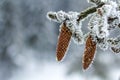 Close-up of pine tree cones in winter covered with white snow an