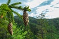 Rein - Close up on pine tree and conifer cones with panoramic view of Grazer Bergland, Prealps East of the Mur Royalty Free Stock Photo