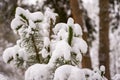 Close-up of pine tree covered snow, frost on needles, snowy spruce branch in winter Royalty Free Stock Photo