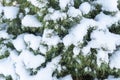 Close up of pine tree covered with snow frost in winter. Fir branch covered with fresh snow. Snow covered tree branch. Christmas t Royalty Free Stock Photo