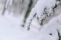 Close-up of pine tree covered with snow frost in winter Royalty Free Stock Photo