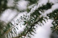 Close-up of pine tree covered with snow frost in winter Royalty Free Stock Photo