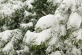 Close-up of pine tree covered with snow frost in winter. Winter cold background morning white hoarfrost and snow on pine branch Royalty Free Stock Photo