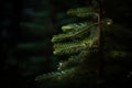 a close up of a pine tree in the dark