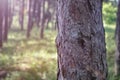 Close up of pine tree in the forest, detailed bark texture. Royalty Free Stock Photo