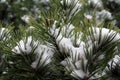 Snow pinetree Royalty Free Stock Photo