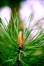 Close up Pine Tree needles and small cones on the background of the spring Russian forest. Royalty Free Stock Photo