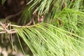 Close up of Pine Tree (Pinus halepensis Royalty Free Stock Photo