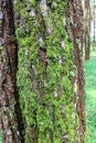 Close up of a pine tree trunk in a forest