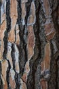 Close-up of a pine tree trunk showing its wood texture. Space to write texts and designs Royalty Free Stock Photo