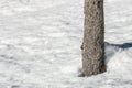 Pine tree trunk, winter time Royalty Free Stock Photo